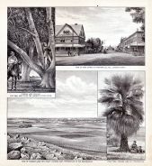 Pioneer Land Co. Palm Tree, Fig Tree, View Main Street in Porterville, Tulare County 1892